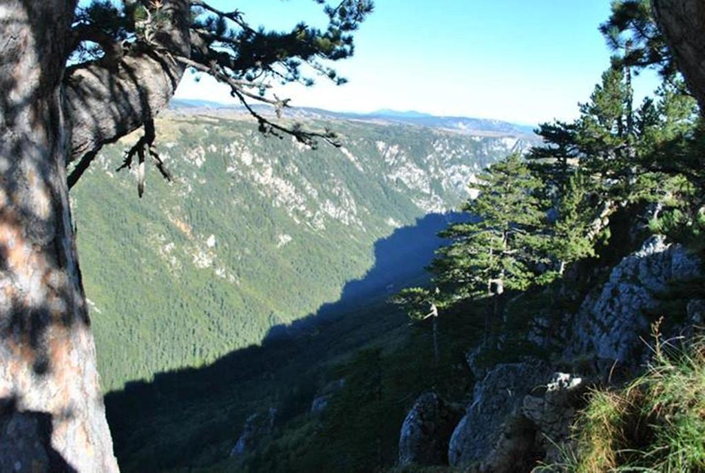 Underwoods Zabljak Guesthouse Eksteriør bilde